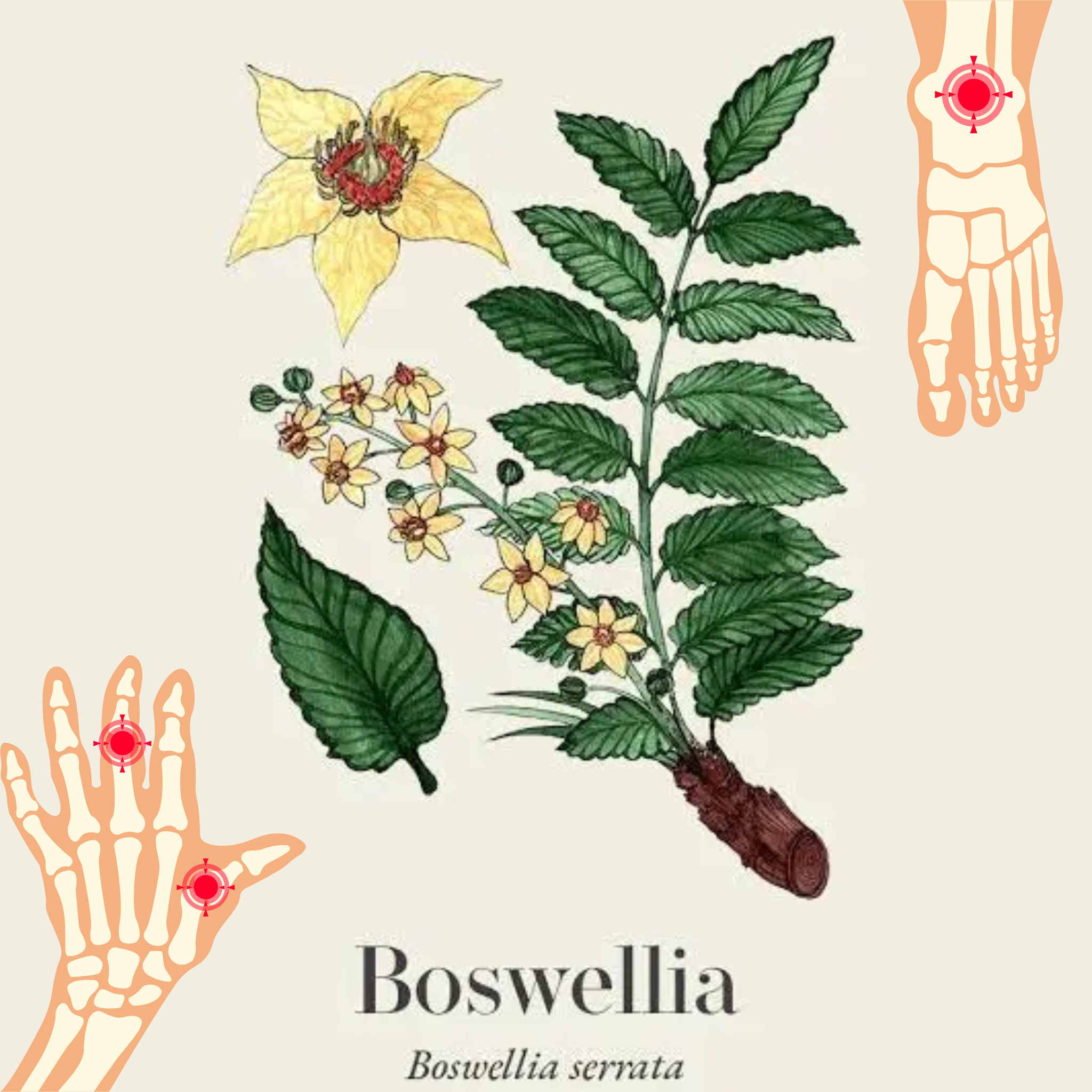 Can Boswellia Actually Reverse Osteoarthritis?