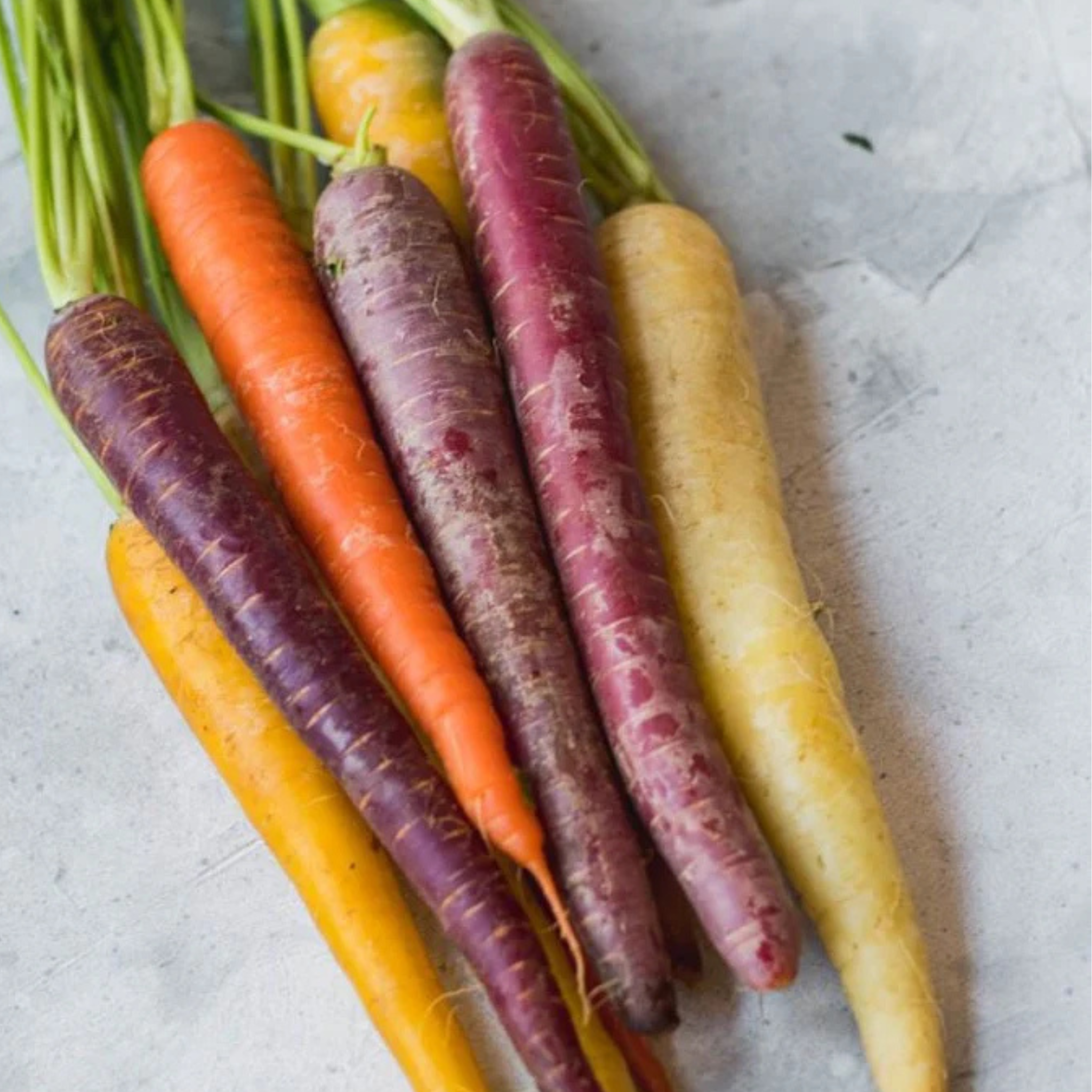 Kitchen Table Seed House - Organic Carrots Rainbow Mix - 200 Seeds