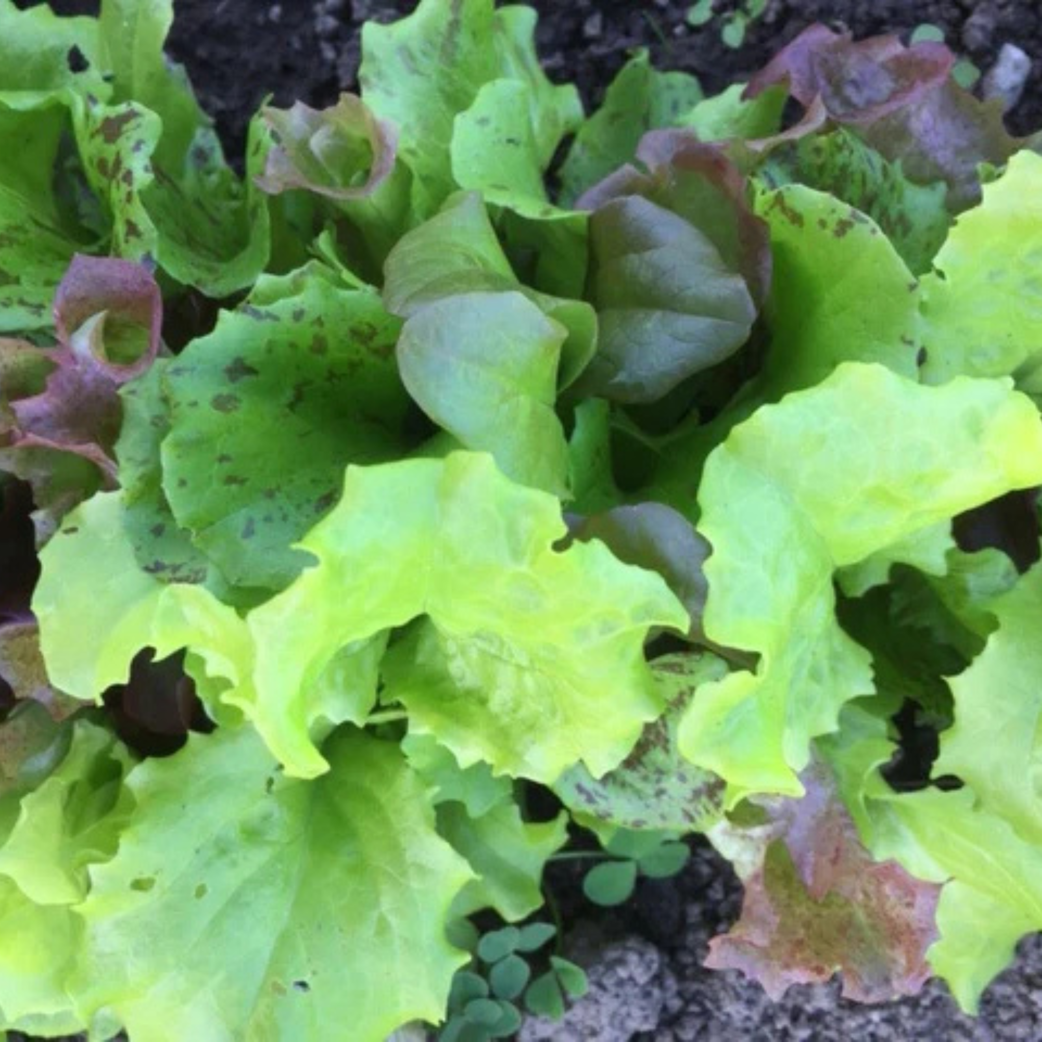 Kitchen Table Seed House - Organic Lettuce Mix Garden Party - 200 Seeds