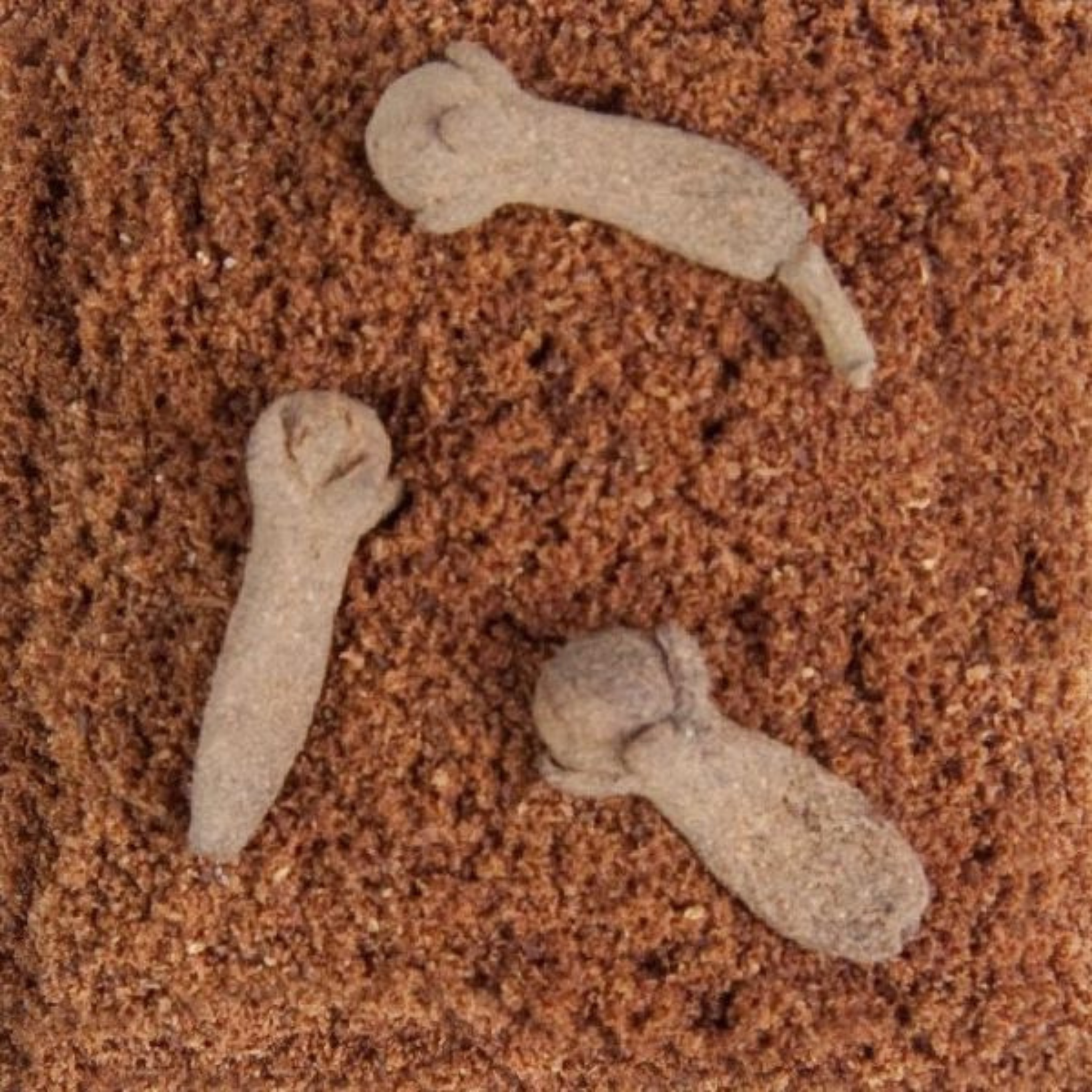 Splendor Garden - Organic Cloves Ground