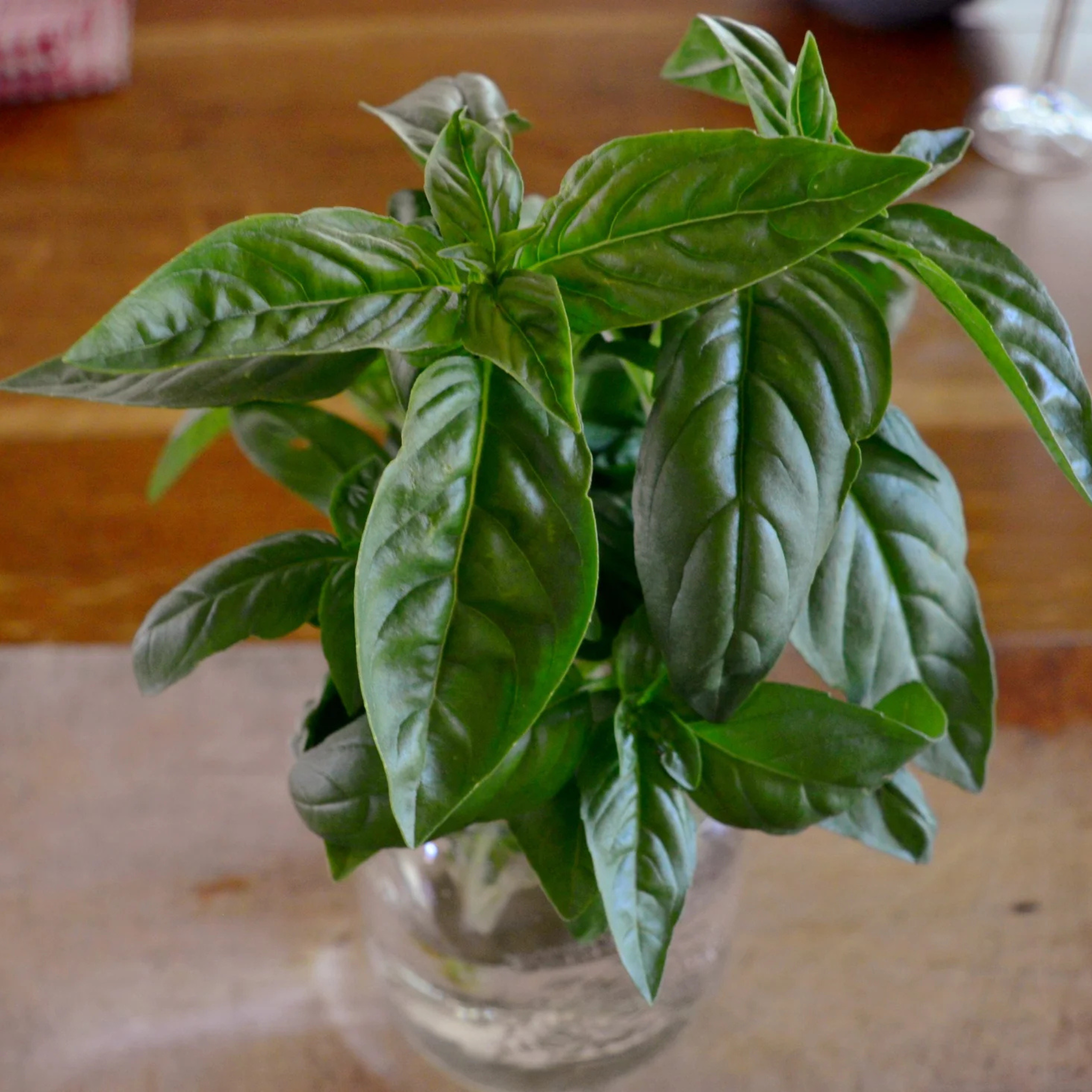 Kitchen Table Seed House - Organic Basil Genovese - 100 Seeds