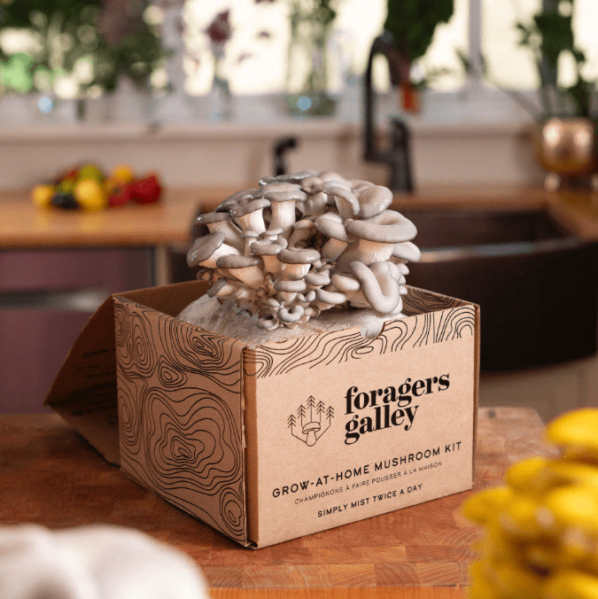 Foragers Galley - Blue Oyster Mushroom Grow-At-Home Kit (DSL)