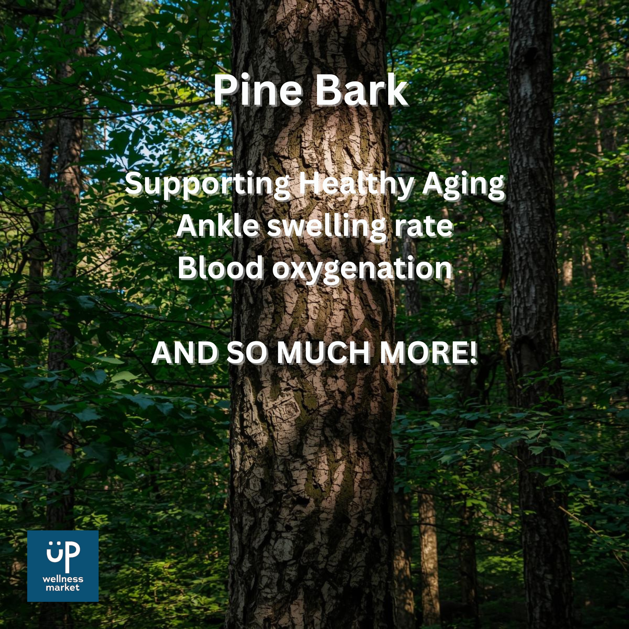 Pine Bark Extract Beats Conventional Treatment of Chronic Venous Insufficiency in Diabetics