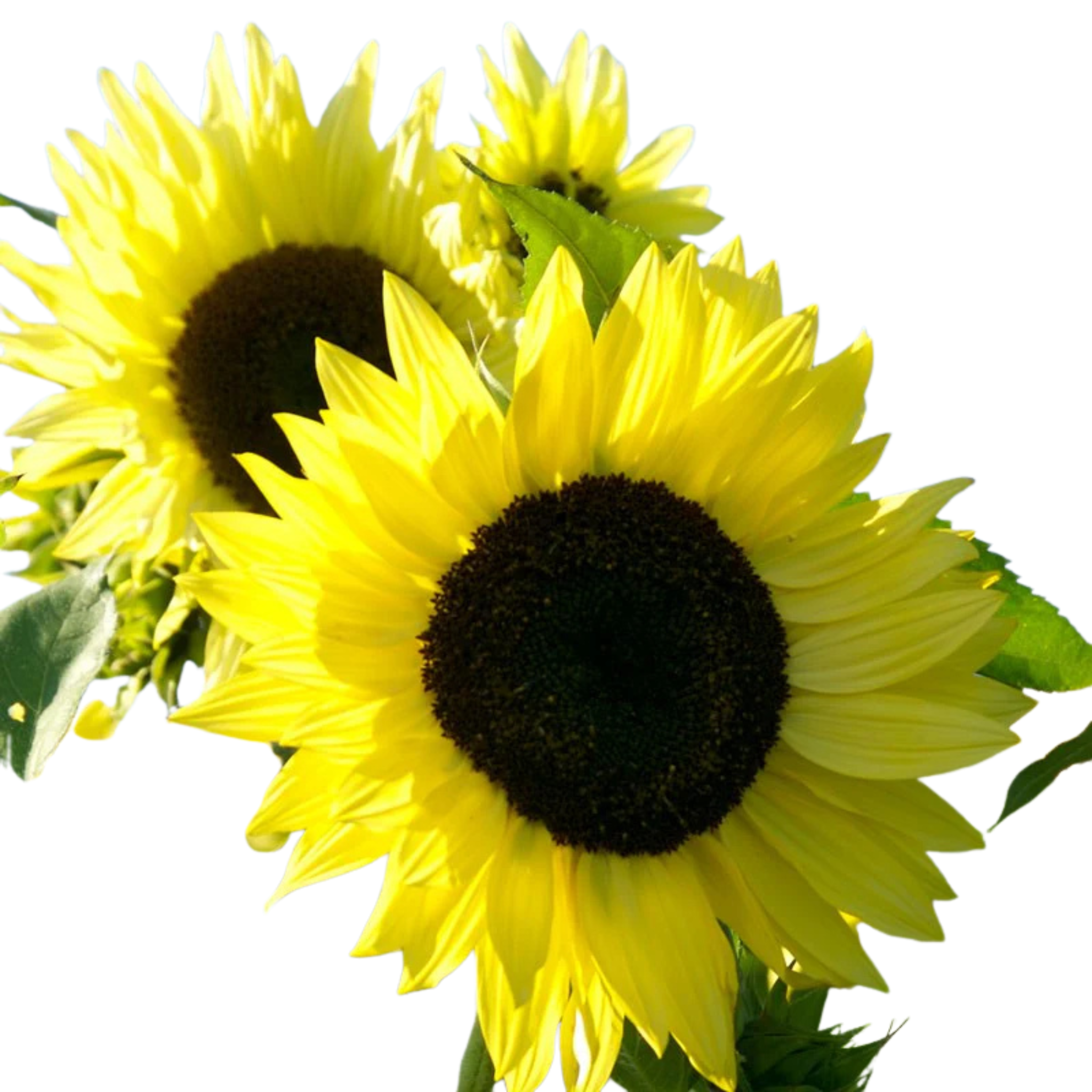 Kitchen Table Seed House - Organic Sunflower Lemon Queen - 40 Seeds