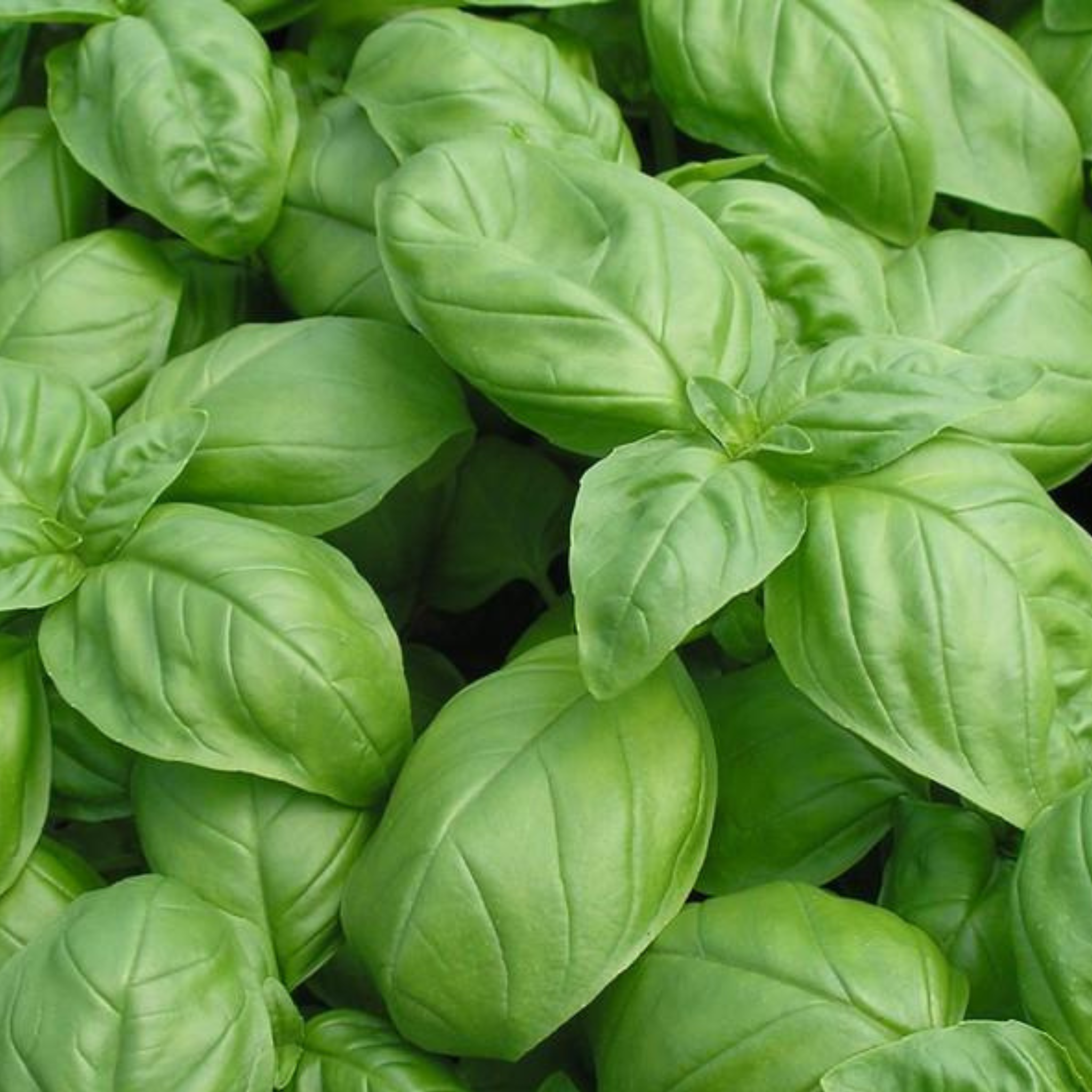 Kitchen Table Seed House - Organic Basil Genovese - 100 Seeds