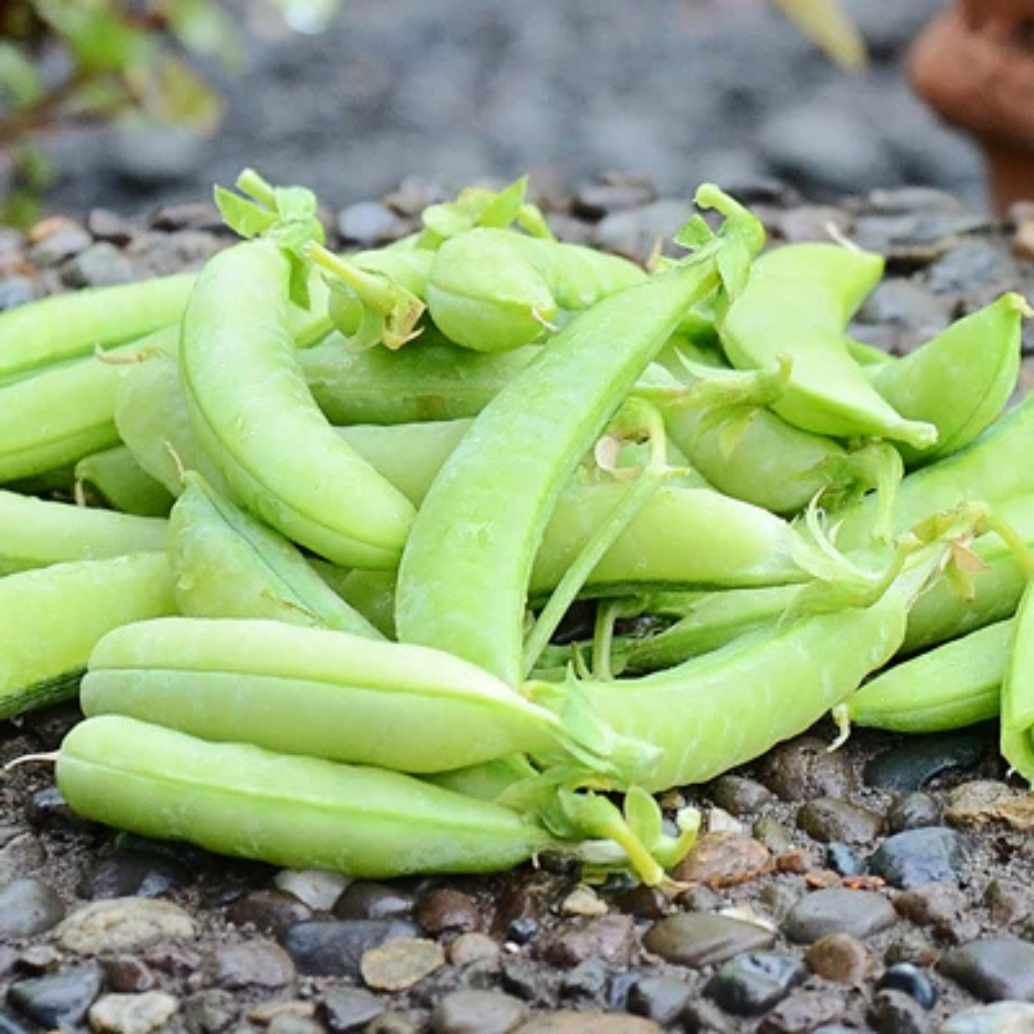 Kitchen Table Seed House - Organic Snap Peas Sugar Ann - 50 Seeds