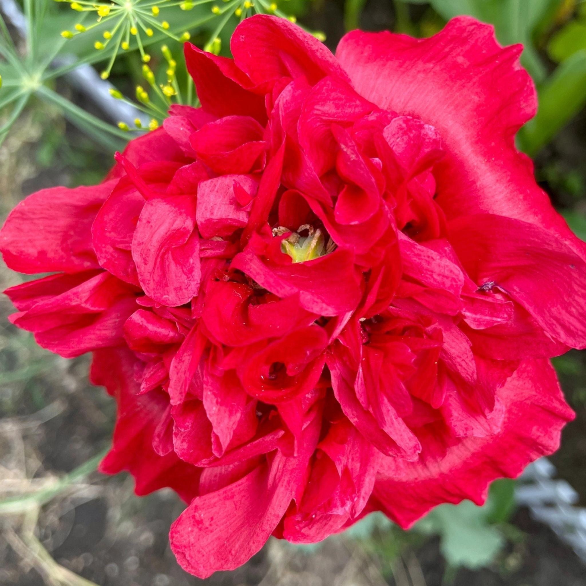 Fuschia Designs Shops - Seed Packages Easter Themed with Poppies