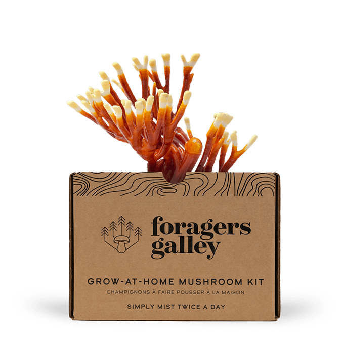 Foragers Galley - Antler Reishi Mushroom Grow-At-Home Kit (DSL)