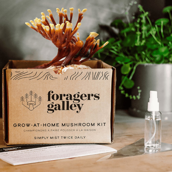 Foragers Galley - Antler Reishi Mushroom Grow-At-Home Kit (DSL)