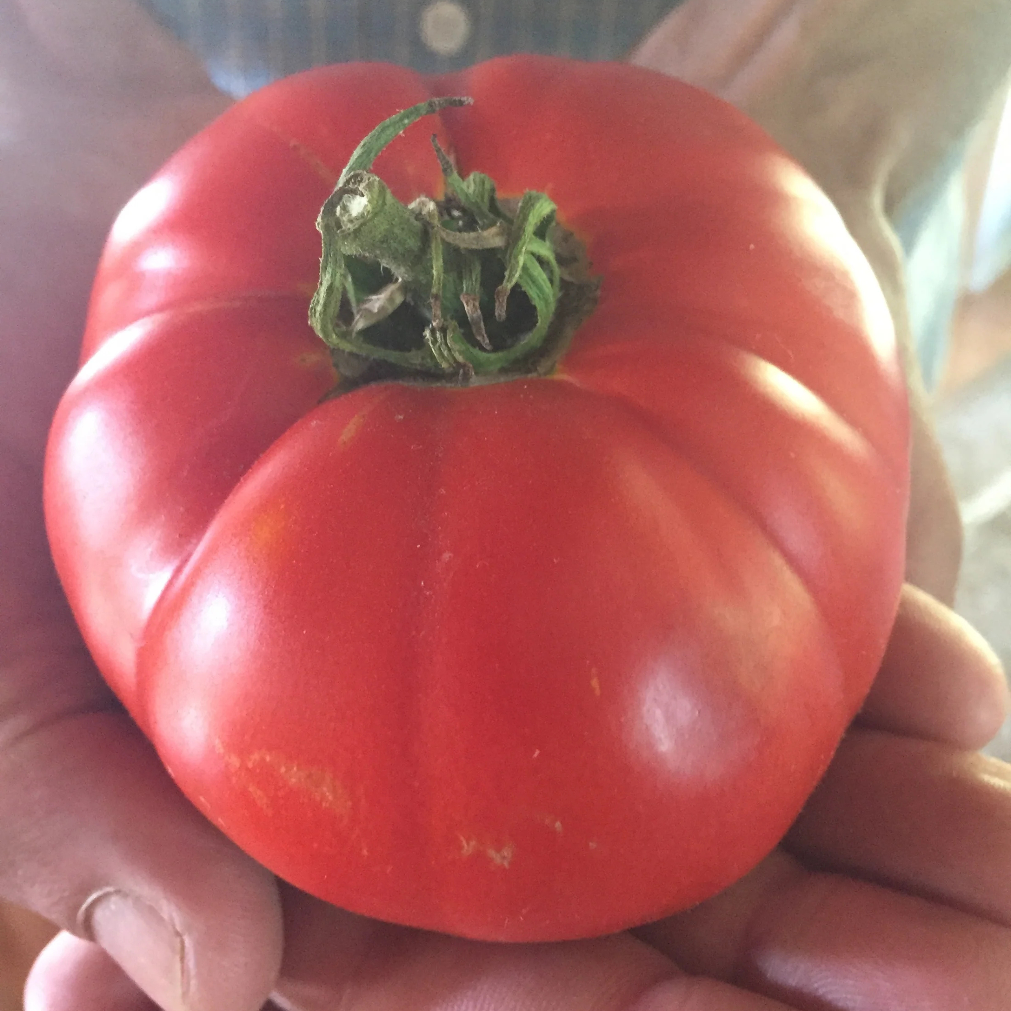 Kitchen Table Seed House - Organic Tomato Box Car Willie - 25 Seeds