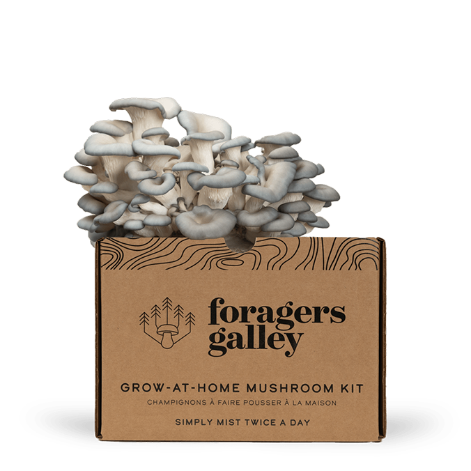 Foragers Galley - Blue Oyster Mushroom Grow-At-Home Kit (DSL)