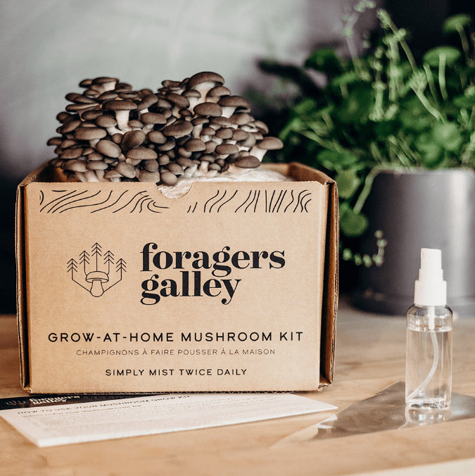 Foragers Galley - Blue Oyster Mushroom Grow-At-Home Kit (DSL)