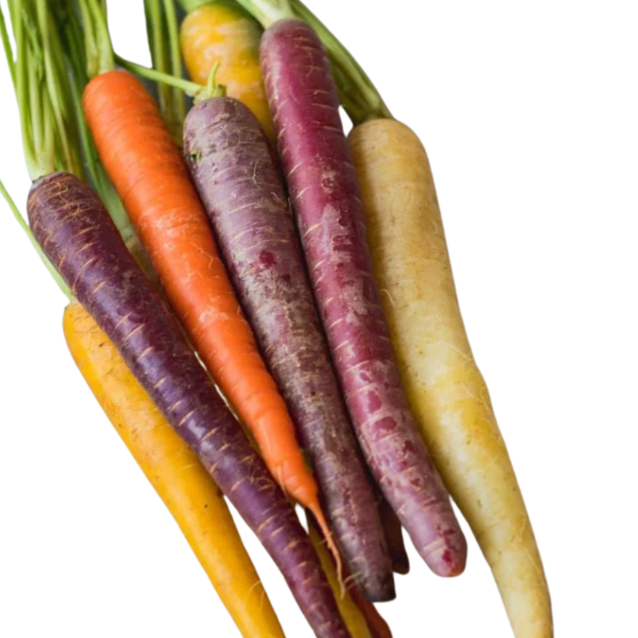 Kitchen Table Seed House - Organic Carrots Rainbow Mix - 200 Seeds