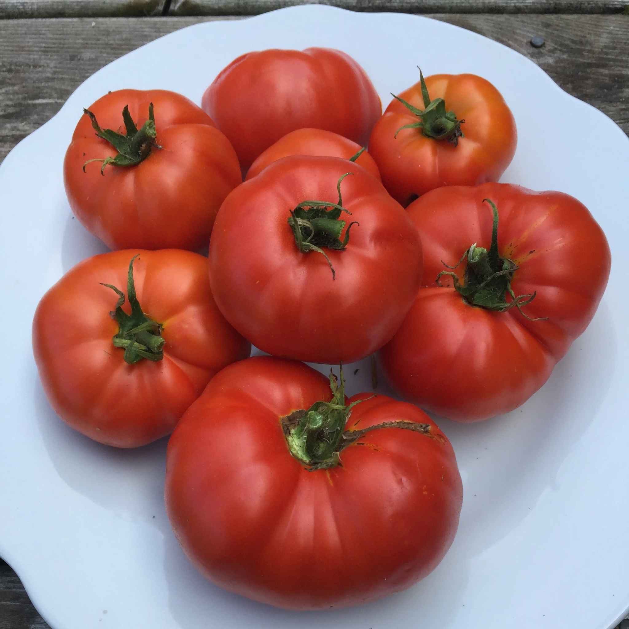 Kitchen Table Seed House - Organic Tomato Box Car Willie - 25 Seeds