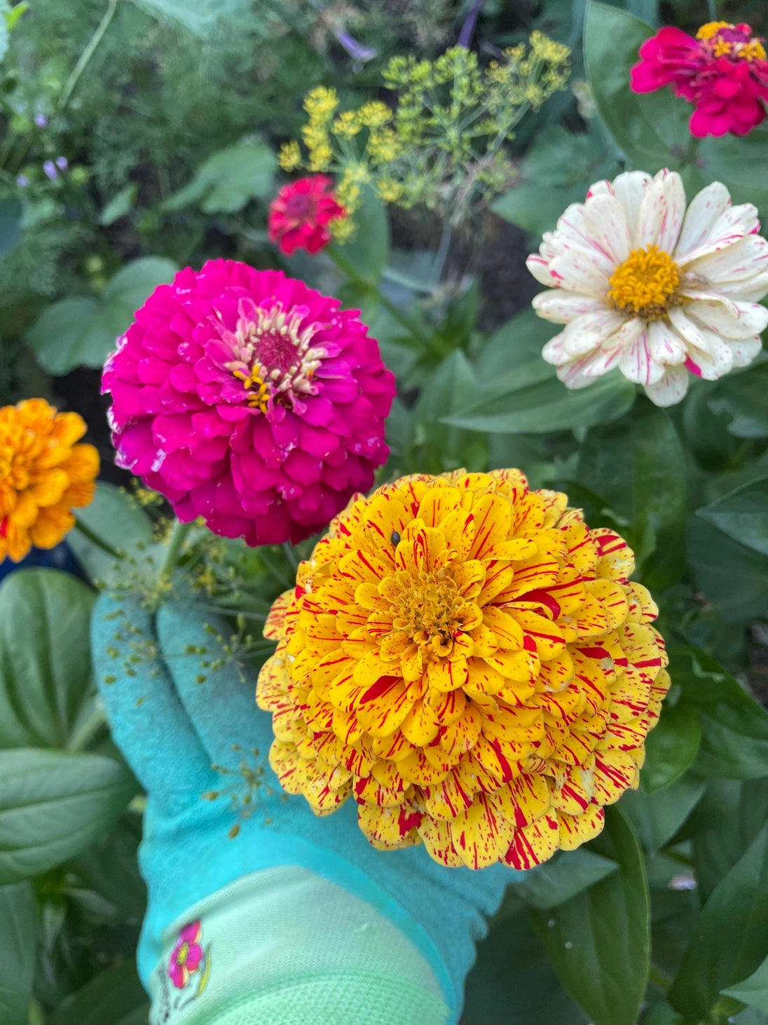 Fuschia Designs Shop - Cut Flower Garden Kit w/ Zinnia, Cosmo, and Sunflower Seeds