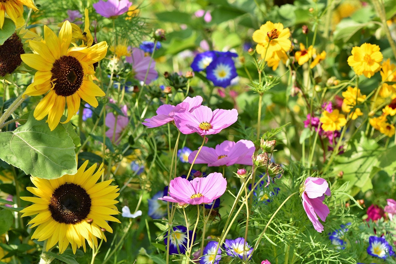Fuschia Designs Shops - Seed Bombs DIY Craft Kits
