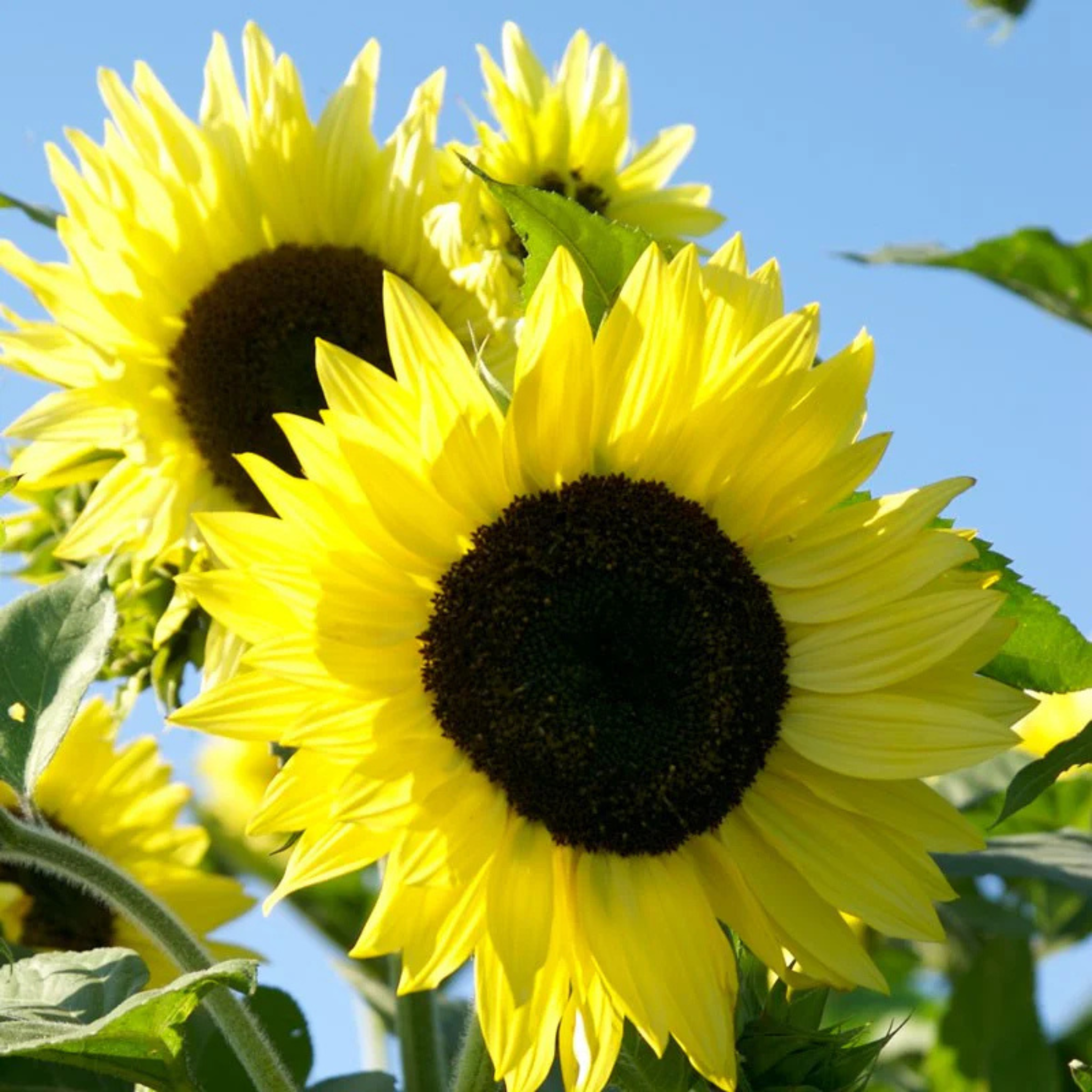 Kitchen Table Seed House - Organic Sunflower Lemon Queen - 40 Seeds