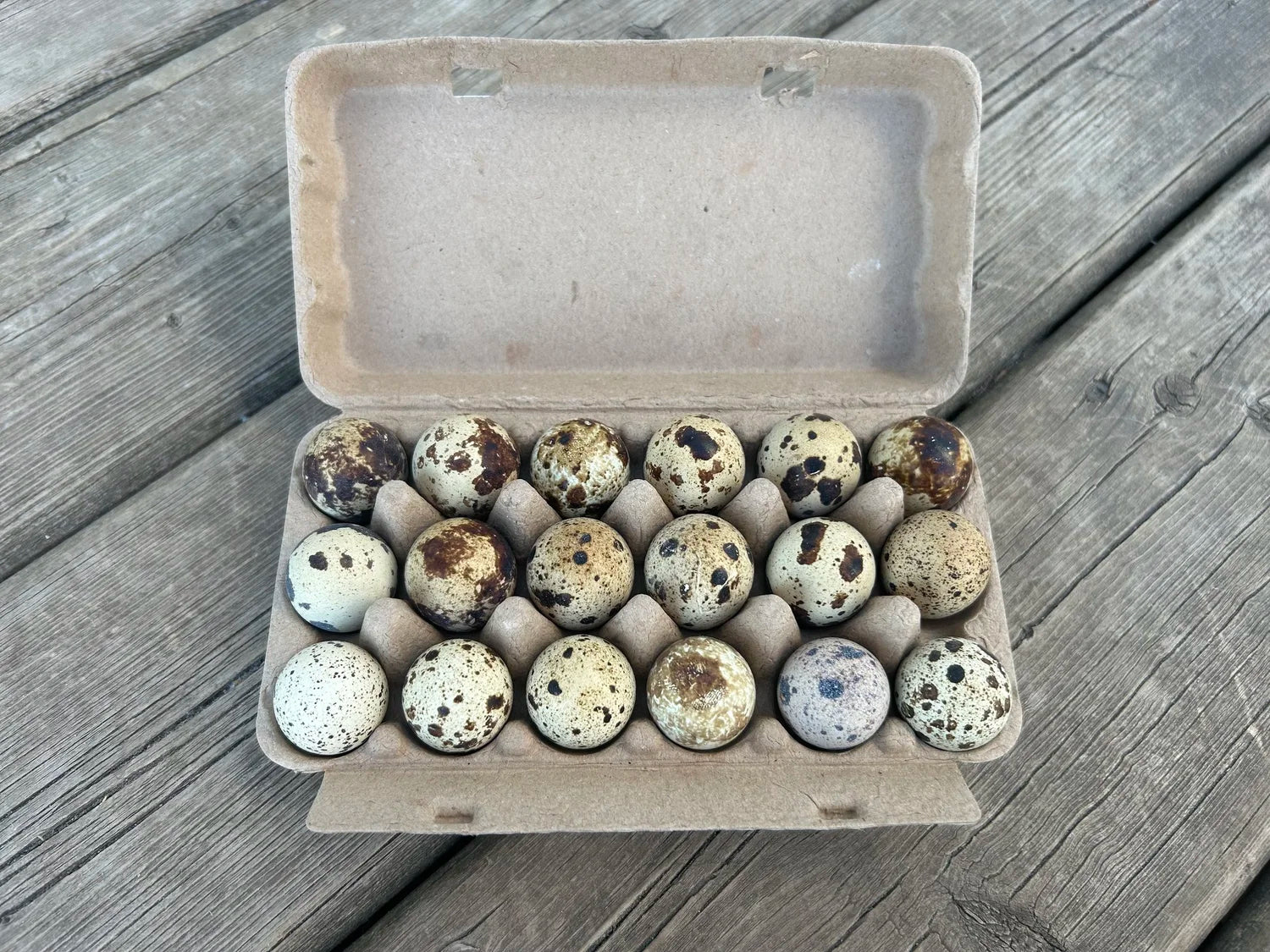 Sun Dynasty Farm - Quail Eggs Grass-Fed - 16pk (IN STORE PICKUP ONLY)