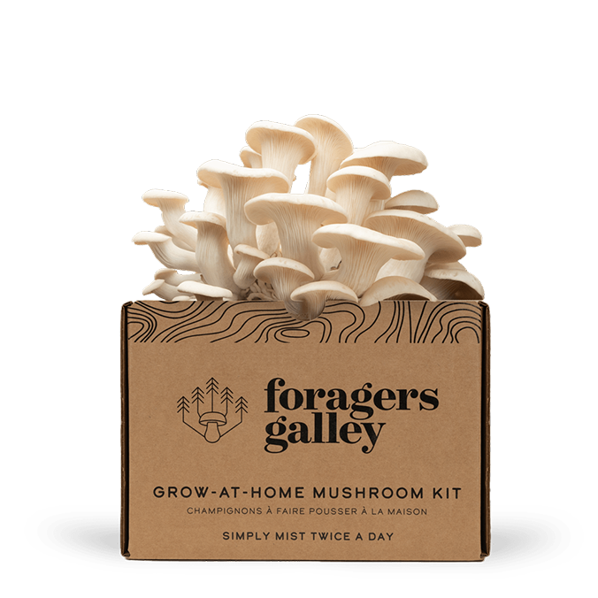 Foragers Galley - Snow Oyster Mushroom Grow-At-Home Kit (DSL)