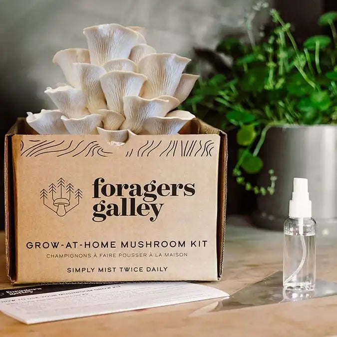Foragers Galley - Snow Oyster Mushroom Grow-At-Home Kit (DSL)